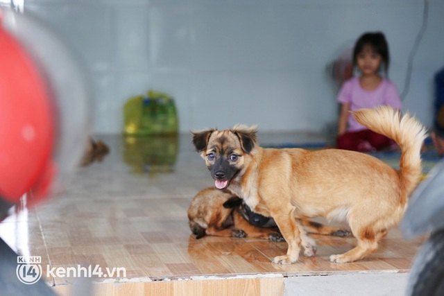  Chủ nhân đàn chó ở Cà Mau gửi lời đến nữ đại gia quận 7: Nếu chị nằm trong hoàn cảnh tui chị mới biết, tui không làm gì để chị thất vọng đâu... - Ảnh 3.