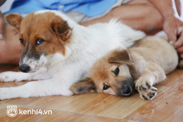  Chủ đàn chó ở Cà Mau phân trần vụ tiêu sạch hơn 120 triệu trong vòng 4 tháng, khẳng định không kêu gọi tiền từ thiện - Ảnh 7.