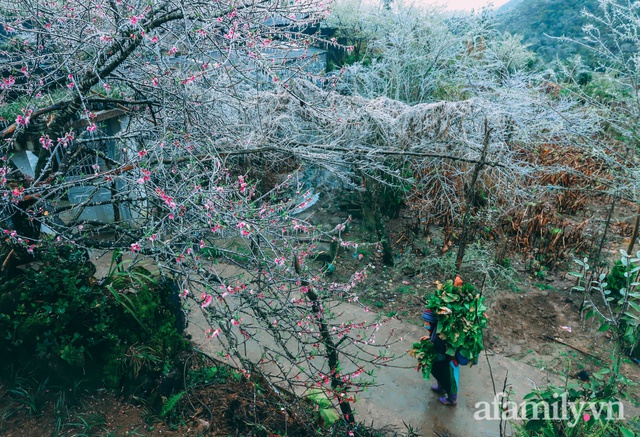 Băng giá bao trùm bản Lao Xa Hà Giang, tầm này lên đây ngắm đào muộn thì hết nước chấm! - Ảnh 12.