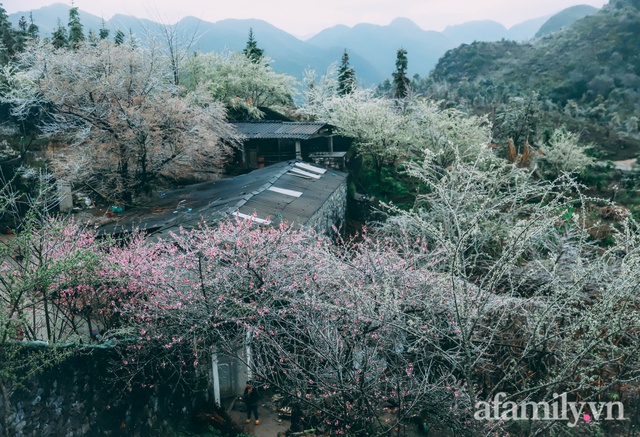 Băng giá bao trùm bản Lao Xa Hà Giang, tầm này lên đây ngắm đào muộn thì hết nước chấm! - Ảnh 15.