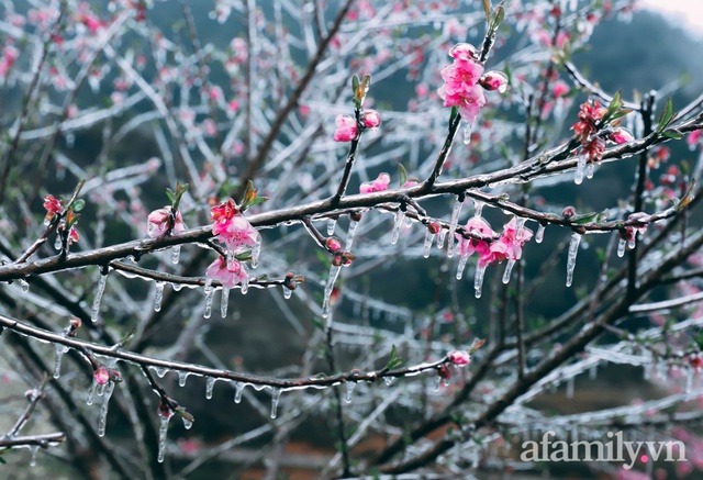 Băng giá bao trùm bản Lao Xa Hà Giang, tầm này lên đây ngắm đào muộn thì hết nước chấm! - Ảnh 16.