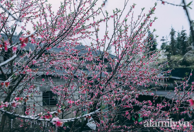 Băng giá bao trùm bản Lao Xa Hà Giang, tầm này lên đây ngắm đào muộn thì hết nước chấm! - Ảnh 18.