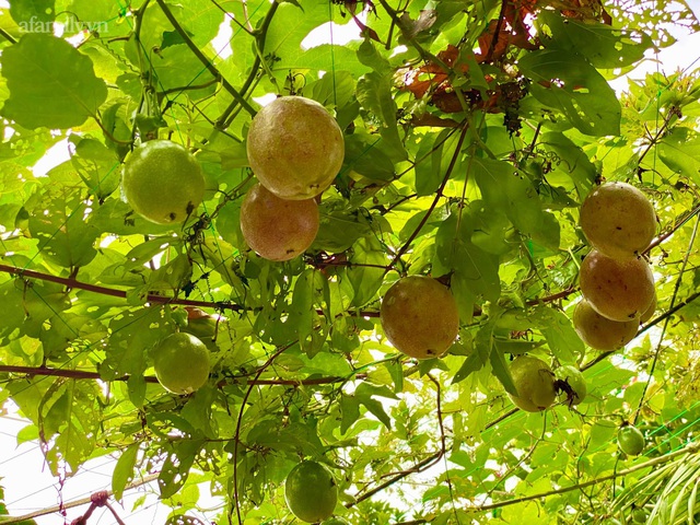 Khu vườn sai trĩu của chàng trai bị liệt hai chân, ngồi trên xe lăn chăm rau, quả mỗi ngày - Ảnh 23.