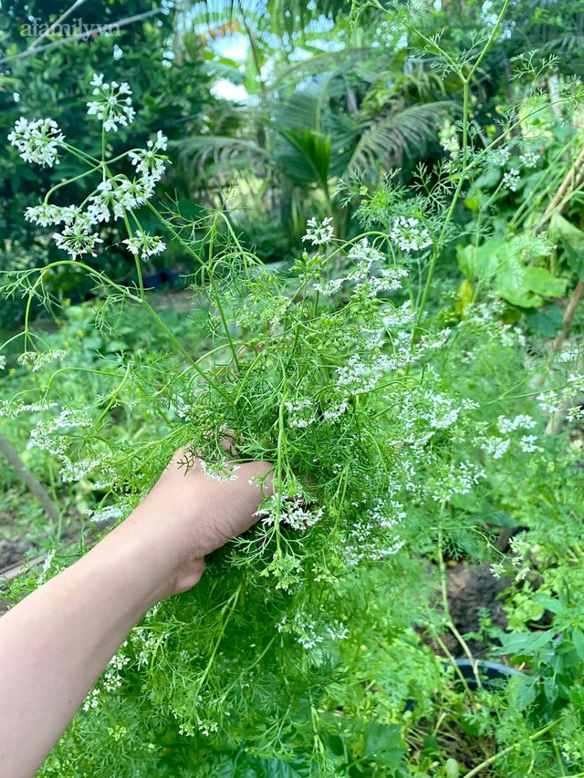 Khu vườn sai trĩu của chàng trai bị liệt hai chân, ngồi trên xe lăn chăm rau, quả mỗi ngày - Ảnh 31.