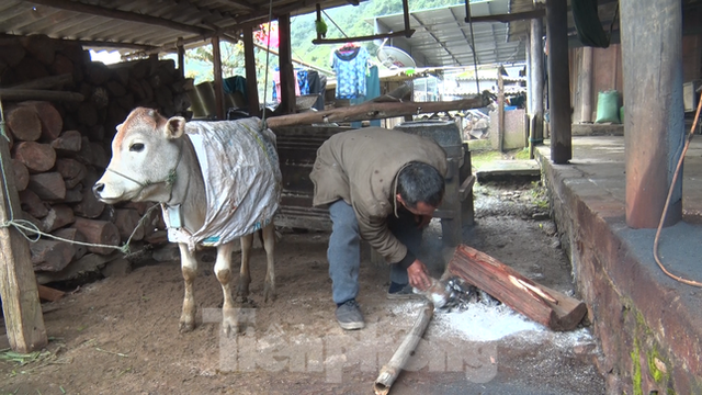 Trâu, bò chết rét hàng loạt, người dân cần làm gì để được hỗ trợ? - Ảnh 3.