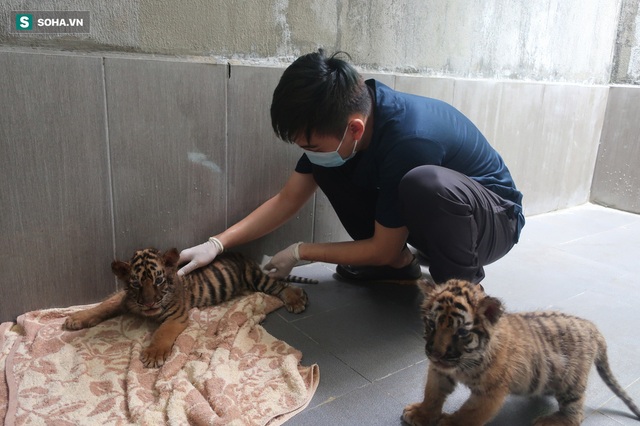Cuộc sống sung sướng của 7 con hổ được giải cứu: Ăn thịt bò loại 1, uống sữa ngoại - Ảnh 4.