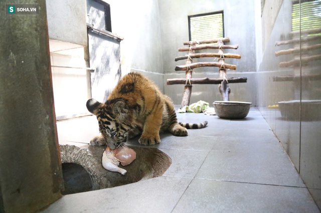 Cuộc sống sung sướng của 7 con hổ được giải cứu: Ăn thịt bò loại 1, uống sữa ngoại - Ảnh 6.