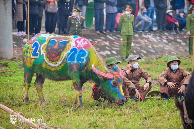 Ảnh: Độc đáo những chú trâu hoá hổ trong lễ Tịch điền năm Nhâm Dần 2022 - Ảnh 10.