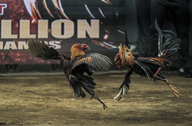 A billion dollar smokeless industry booming in the Philippines: Cockfighting online - Photo 1.