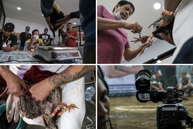 Billion dollar smokeless industry booming in the Philippines: Online cockfighting - Photo 3.