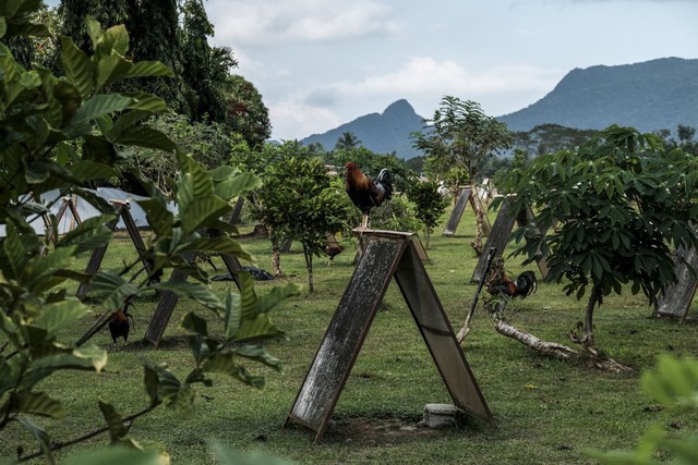 A billion dollar smokeless industry booming in the Philippines: Online cockfighting - Photo 4.