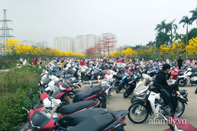 Hà Nội: Hàng nghìn người đổ xô đi chụp ảnh ở đường hoa phong linh, chỗ để xe thất thủ - cảnh giác bảo vệ tài sản - Ảnh 2.