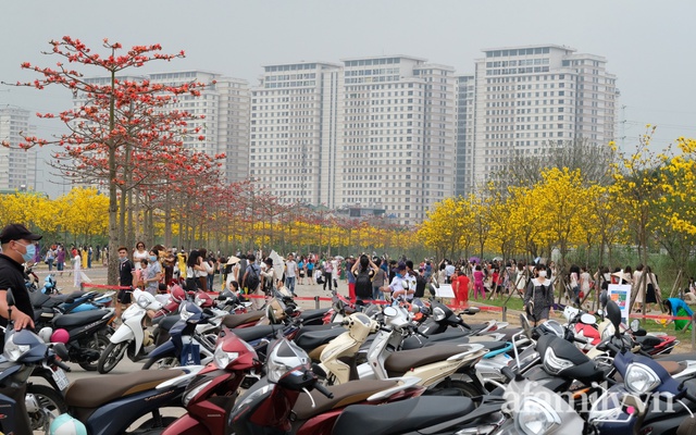 Hà Nội: Hàng nghìn người đổ xô đi chụp ảnh ở đường hoa phong linh, chỗ để xe thất thủ - cảnh giác bảo vệ tài sản - Ảnh 3.