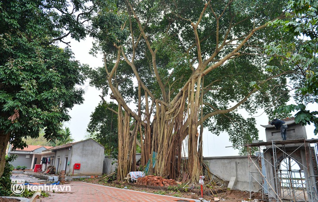 Hà Nội: Người dân rơi nước mắt khi cây đa cổ thụ ở ngôi đình 2.000 năm bị chặt hạ - Ảnh 11.