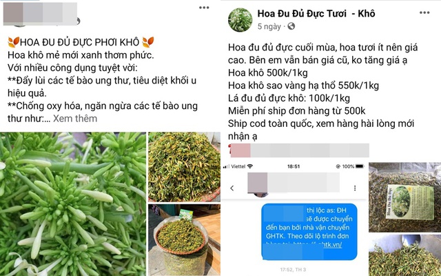 Nhiều người ‘ngã’ vào cơn sốt hoa đu đủ đực, giá bạc triệu vẫn nháo nhào thu gom: Có thực sự tốt như lời đồn? - Ảnh 2.