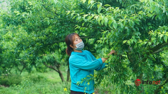  Chủ vườn mận Mộc Châu thu tiền tỷ từ mận trái mùa - Ảnh 2.