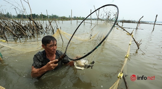  Độc chiêu dỡ chươm, giăng lưới bắt cá trên sông thu tiền triệu mỗi ngày - Ảnh 6.