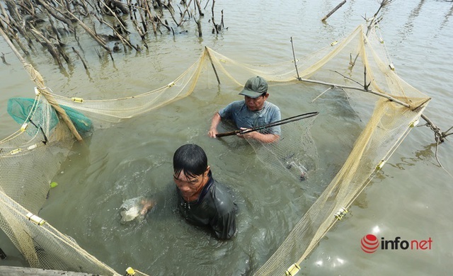  Độc chiêu dỡ chươm, giăng lưới bắt cá trên sông thu tiền triệu mỗi ngày - Ảnh 8.