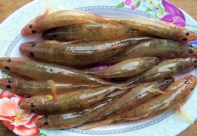 The type of fish has the effect of treating coughs of all kinds, both nourishing the body and boosting collagen, but Vietnamese people now eat less - Photo 2.