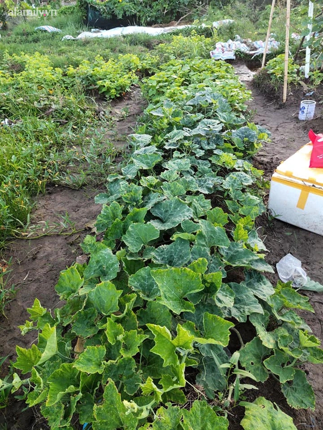 Bà mẹ 3 con ở Hà Đông tự trồng 12 luống rau sạch dưới sân chung cư, tính ra mỗi tháng tiết kiệm được gần 2 triệu đồng tiền đi chợ - Ảnh 5.