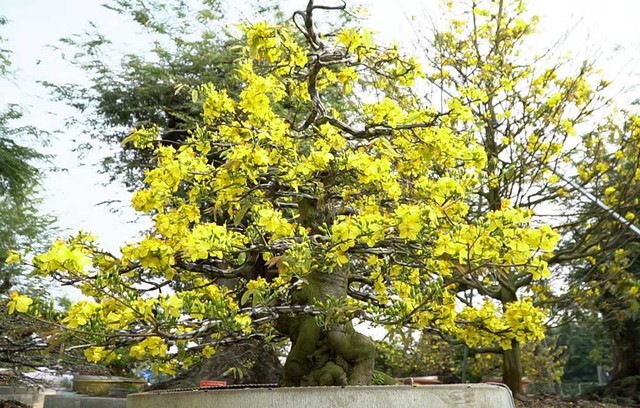  Đại gia Việt dát vàng SJC lên cây mai, dàn mai vàng bạc tỷ bất ngờ đạt kỷ lục thế giới - Ảnh 4.