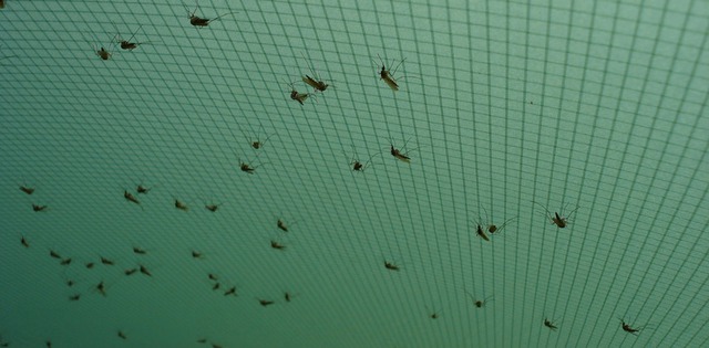 Khi thuốc diệt muỗi không giết được chúng, những con muỗi đang ngày một mạnh hơn - Ảnh 4.
