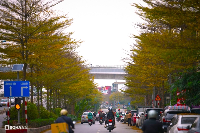 Giới trẻ thích thú check in hàng cây lá vàng đẹp như phim Hàn Quốc ở Hà Nội - Ảnh 1.