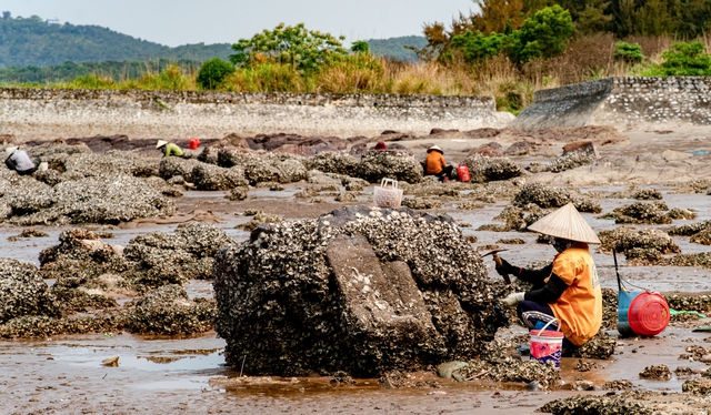 Tần tảo kiếm sống bằng nghề cầm búa ra biển chọc đá, kiếm vài trăm nghìn mỗi ngày - Ảnh 2.
