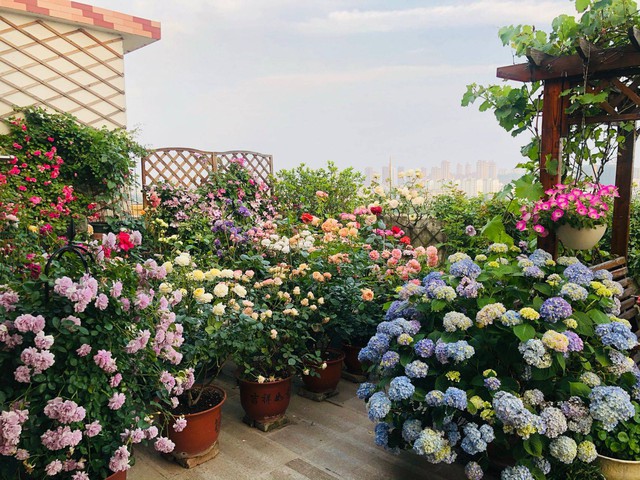 Tận dụng triệt để, không để thừa 1m² nào trên sân thượng, mẹ đảm có được khu vườn hoa tươi rực rỡ lại có cả rau sạch dùng quanh năm - Ảnh 2.