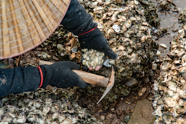 Tần tảo kiếm sống bằng nghề cầm búa ra biển chọc đá, kiếm vài trăm nghìn mỗi ngày - Ảnh 5.