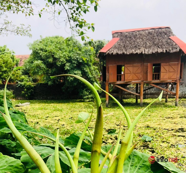 20-year-old failed to start a business, with a debt of 3 billion, the young man shed his shirt and established an ecological village, raising goats and snails, growing clean vegetables, opening a homestay from an abandoned resort - Photo 3.