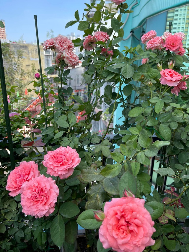 Vườn hoa hồng đẹp ngây ngất trên sân thượng giữa Sài thành của anh chàng điển trai - Ảnh 7.