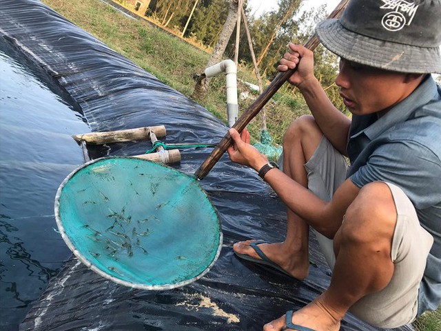   Quang Nam - Shrimp farming has never been so lossy - Photo 2.