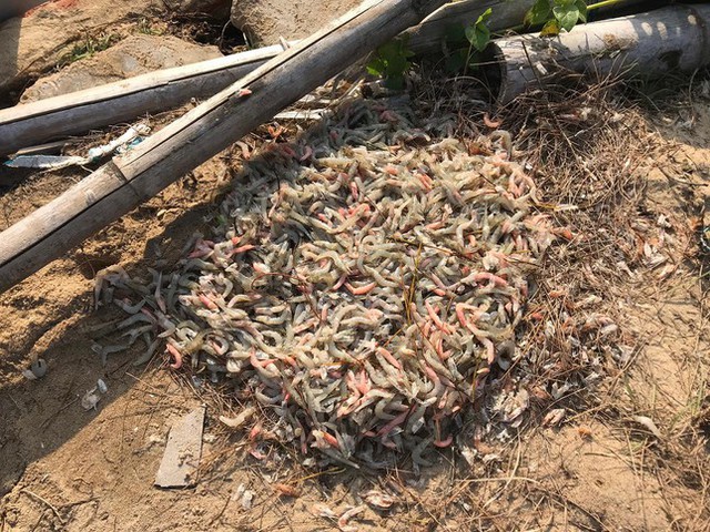   Quang Nam - Shrimp farming has never been so lossy - Photo 3.