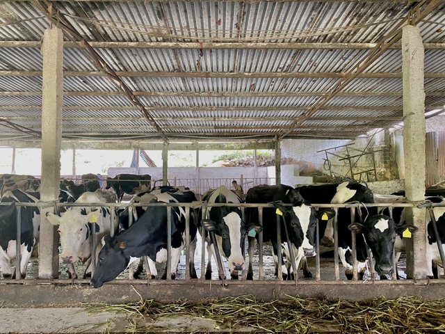 Breeding dairy cows, Moc Chau people 