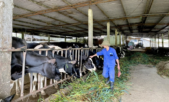 Breeding dairy cows, Moc Chau people 