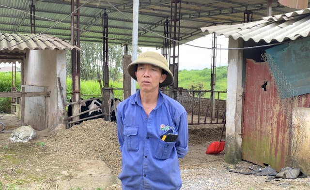 Breeding dairy cows, Moc Chau people 