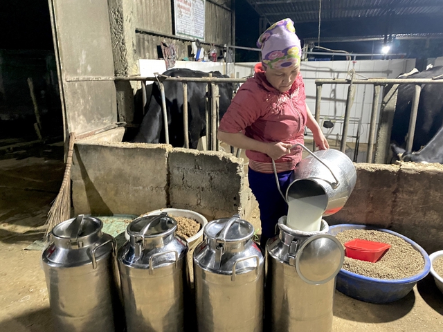 Breeding dairy cows, Moc Chau people 