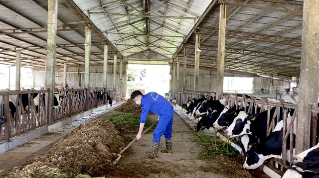 Breeding dairy cows, Moc Chau people 