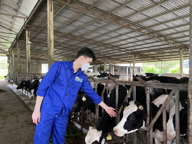 Breeding dairy cows, Moc Chau people 