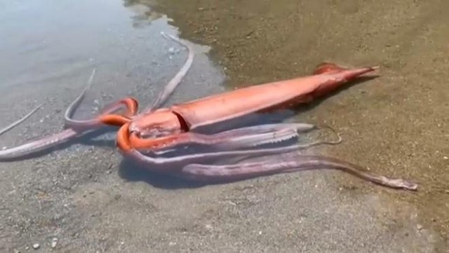 King squid 3m long washed ashore, Japanese experts feared tsunami - Photo 2.