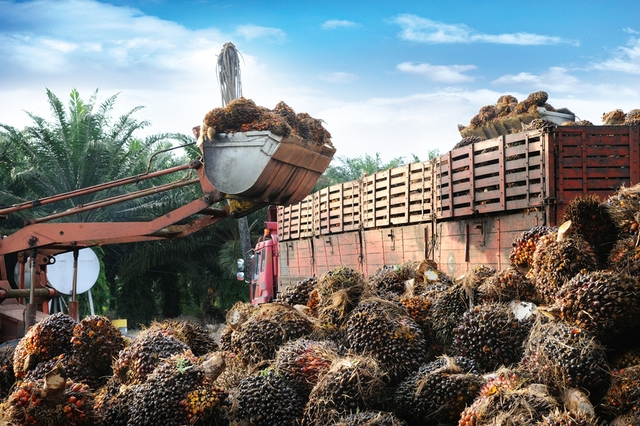 An Asian country has officially stopped exporting palm oil, the inflation crisis is getting more persistent - Photo 1.