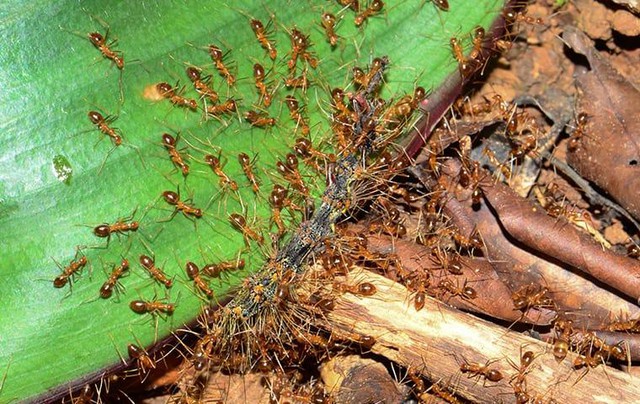  Bạo phát bạo tàn: Số phận nghiệt ngã của loài kiến điên ở Texas  - Ảnh 2.