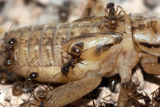  Bạo phát bạo tàn: Số phận nghiệt ngã của loài kiến điên ở Texas  - Ảnh 5.