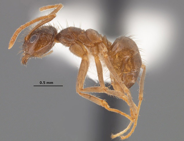  Bạo phát bạo tàn: Số phận nghiệt ngã của loài kiến điên ở Texas  - Ảnh 8.