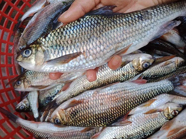 Loài cá của hiếm, cực ngon ở vùng rừng núi: Xưa rẻ, nay thành đặc sản tới 300k/kg được đỏ mắt săn lùng - Ảnh 1. Loài cá của hiếm, cực ngon ở vùng rừng núi: Xưa rẻ, nay thành đặc sản tới 300k/kg được đỏ mắt săn lùng - Ảnh 1.