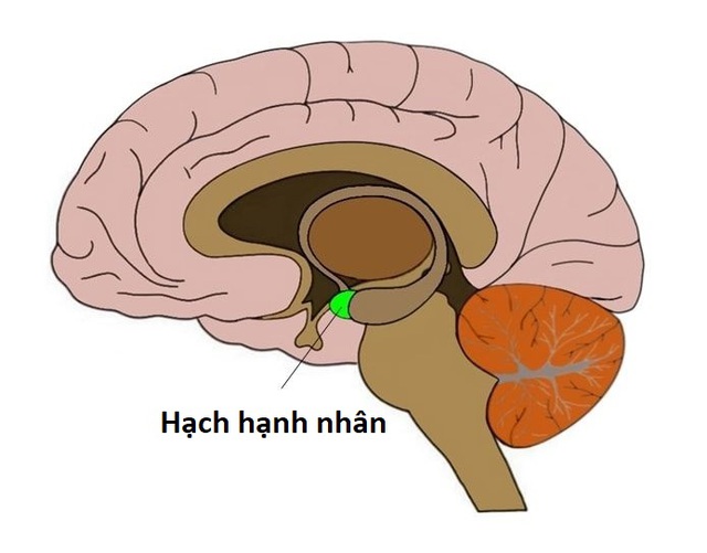 Não bộ là cỗ máy tính lượng tử tự tưởng tượng ra ảo giác về toán học - Ảnh 8.