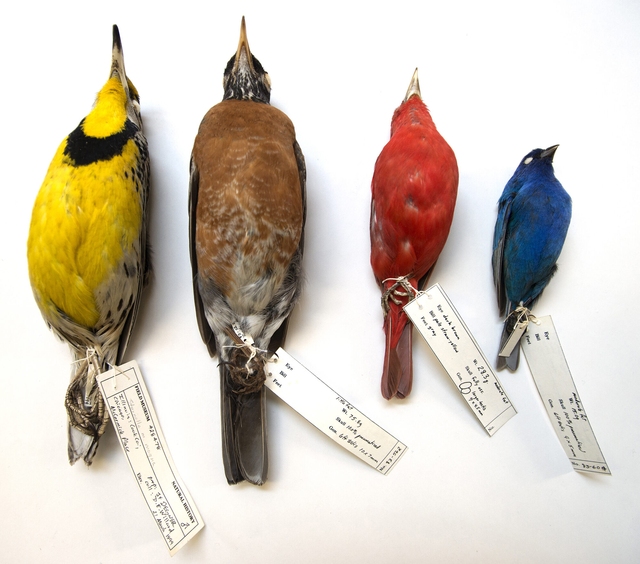 Nghiên cứu khiến cả nhân loại phải lo lắng: Kích thước các loài chim ngày càng bé - Ảnh 1.