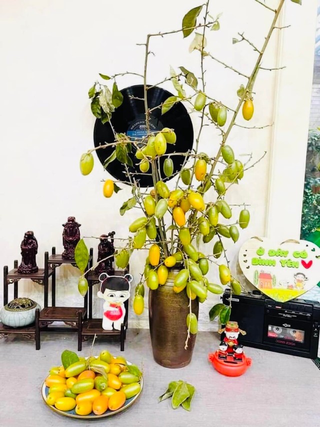 The unique fruit tree, just to decorate the house while waiting for the fruit to ripen, makes many Ha Thanh sisters love it - Photo 1.