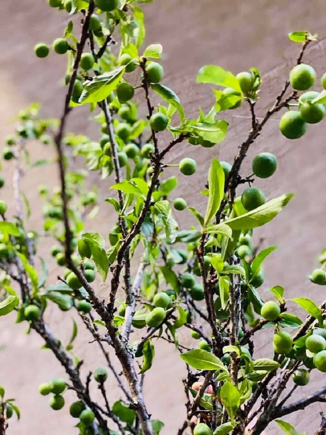 The unique fruit tree, just to decorate the house while waiting for the fruit to ripen, makes many Ha Thanh sisters love it - Photo 2.